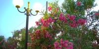 gardens (5)
